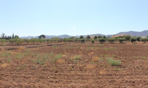 Parcela / Terreno - Reventa - Purias -
                Purias