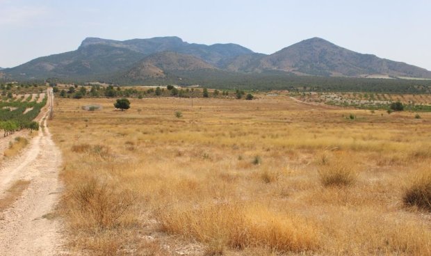 Plot / Land - Resale - Lorca -
                Lorca