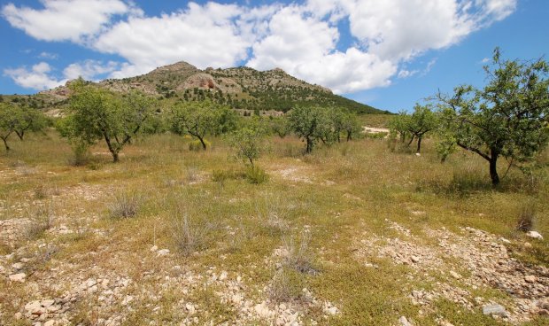 Plot / Land - Resale - Zarzadilla De Totana -
                Zarzadilla De Totana