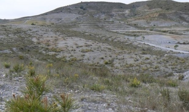 Plot / Land - Resale - Zarzalico -
                Zarzalico