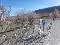 Resale - Cortijo -
Velez-Rubio