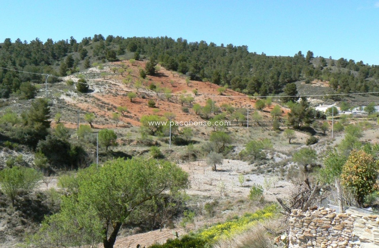 Resale - Cortijo -
Zarzalico