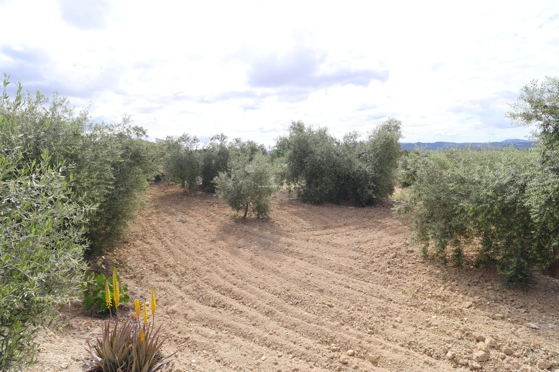 Resale - Country House -
Velez-Blanco