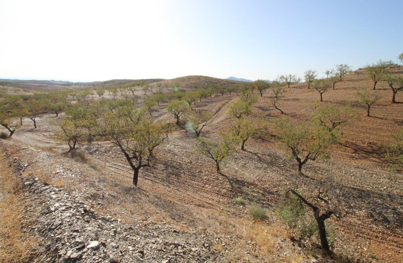 Resale - Country House -
Zarzalico