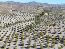 Resale - Country House -
Zarzalico