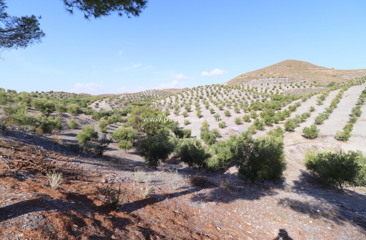 Resale - Country House -
Zarzalico