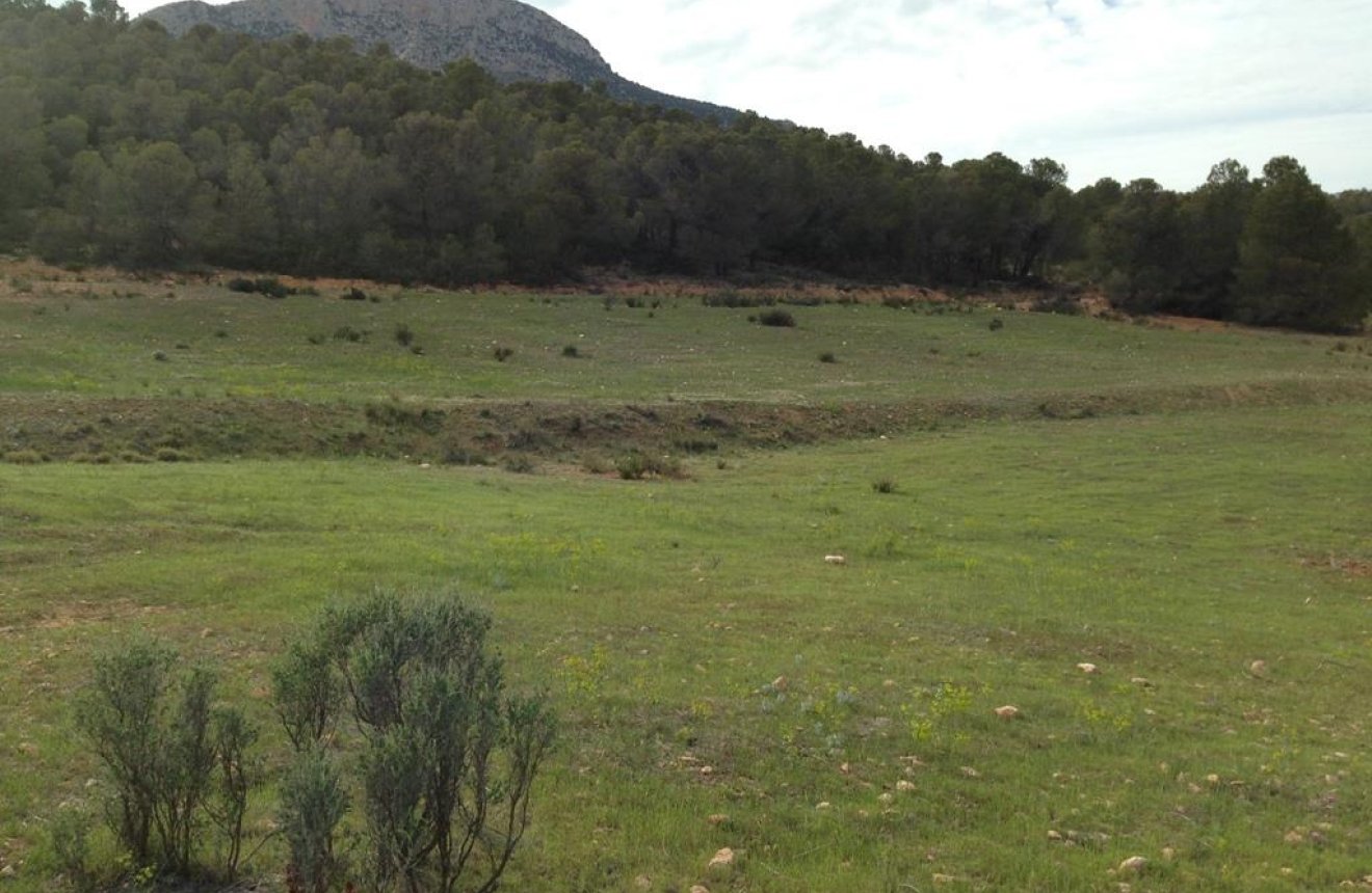 Resale - Plot / Land -
La Parroquia