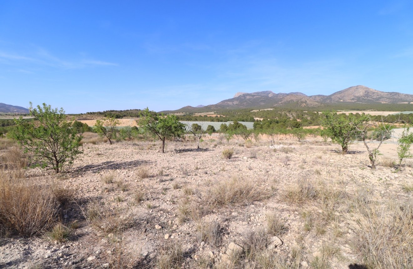Resale - Plot / Land -
Zarzadilla De Totana