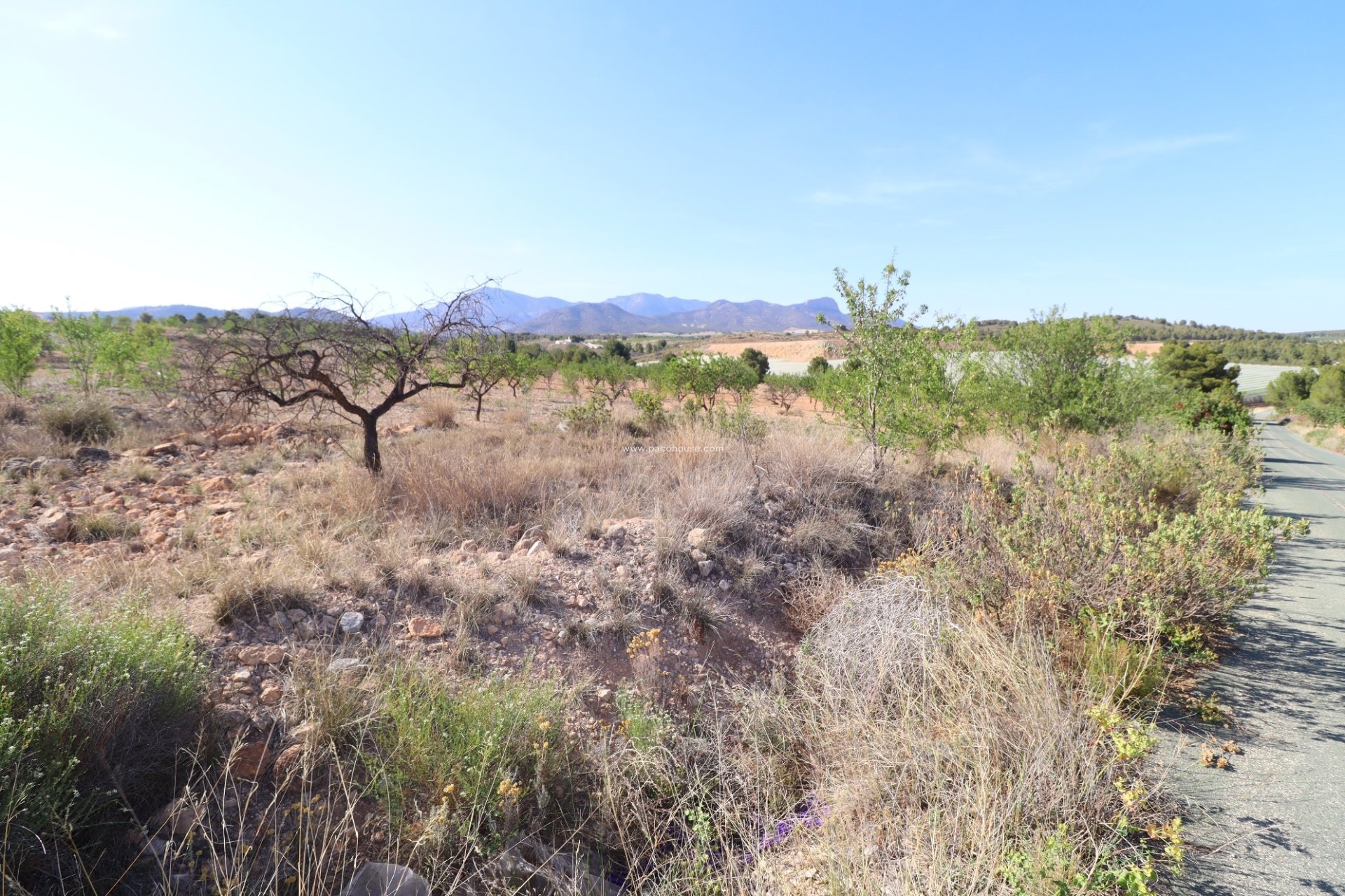 Resale - Plot / Land -
Zarzadilla De Totana