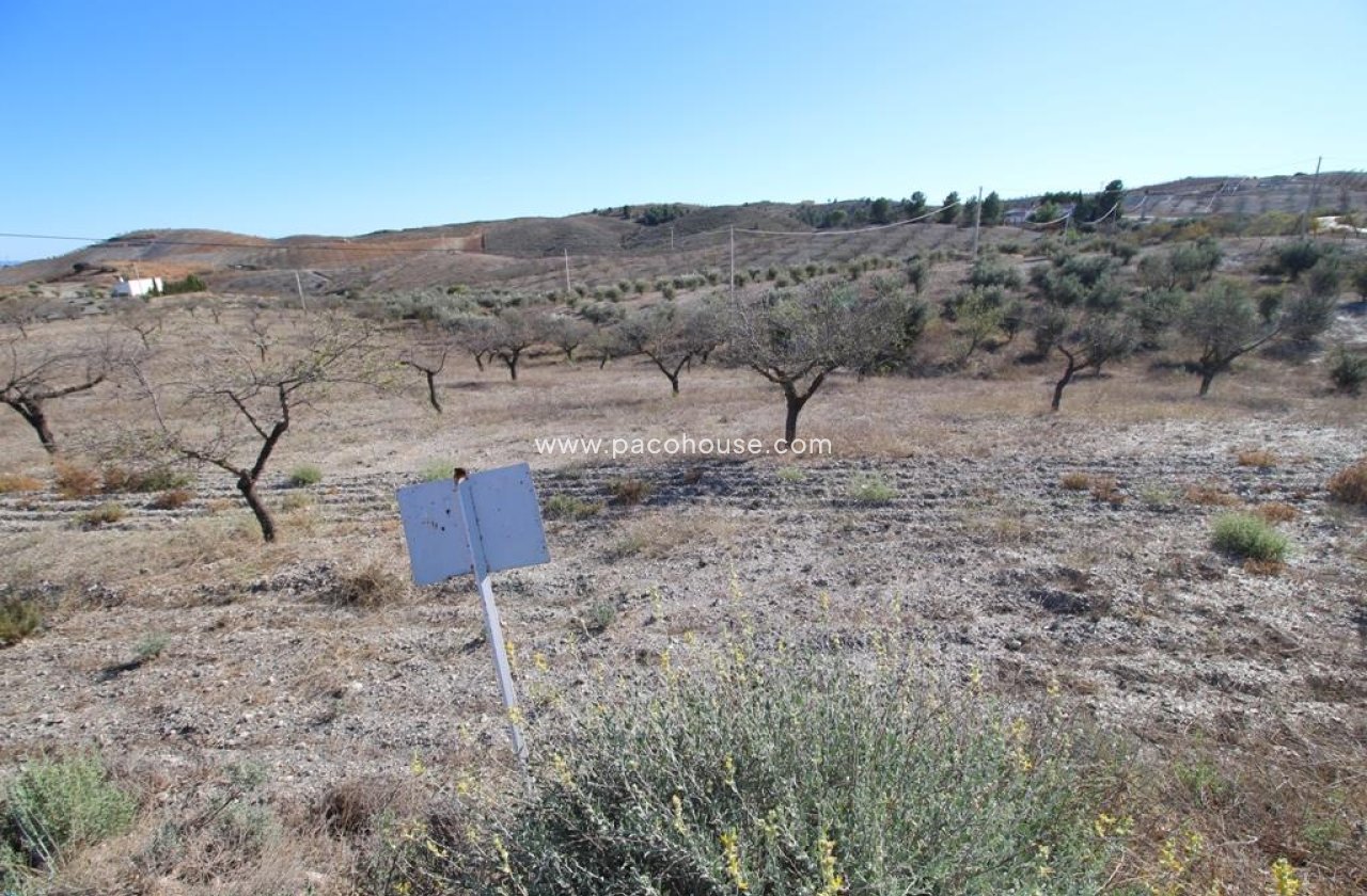 Resale - Plot / Land -
Zarzalico