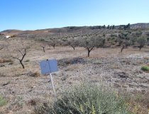 Resale - Plot / Land -
Zarzalico