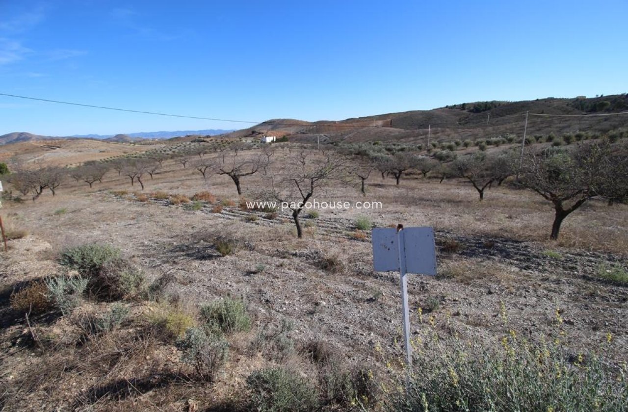 Resale - Plot / Land -
Zarzalico