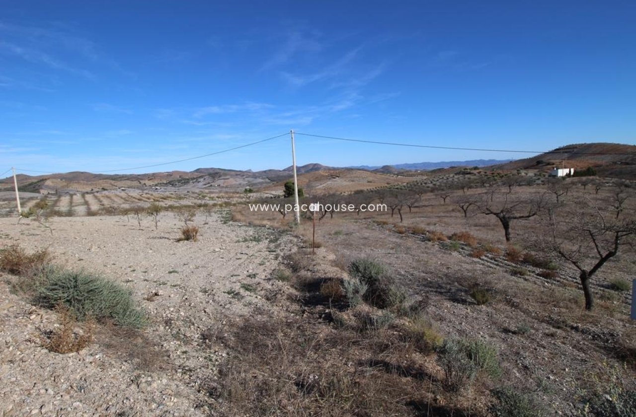 Resale - Plot / Land -
Zarzalico