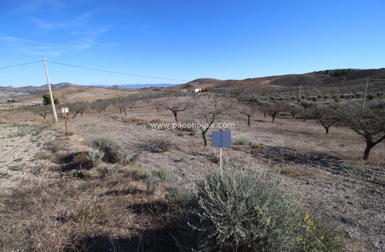 Resale - Plot / Land -
Zarzalico