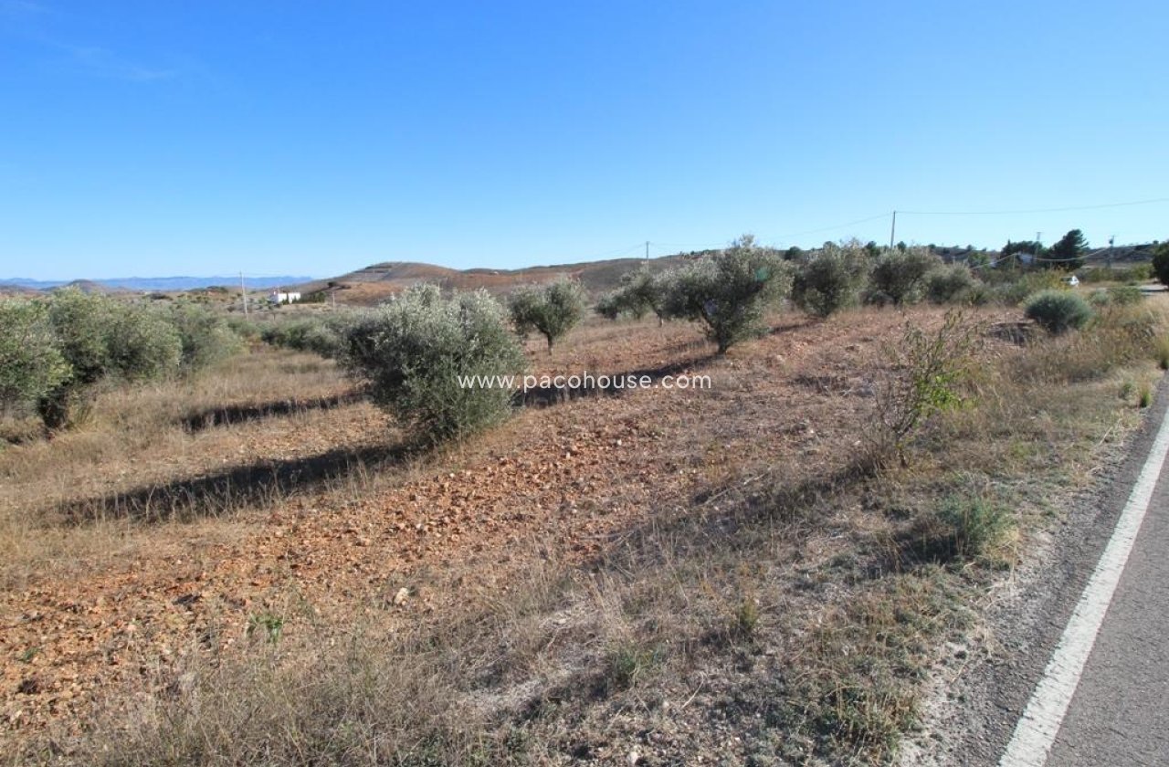 Resale - Plot / Land -
Zarzalico