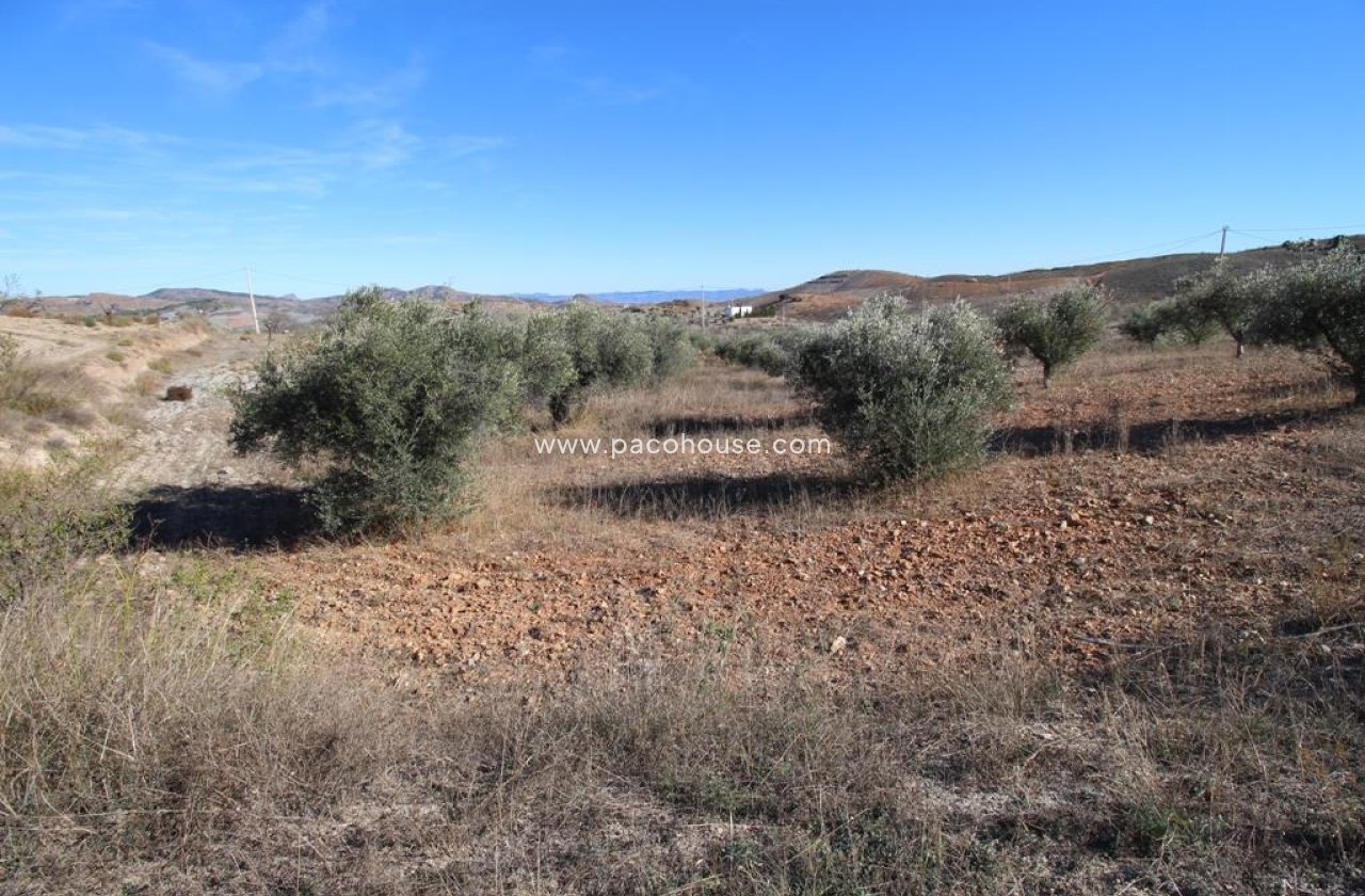 Resale - Plot / Land -
Zarzalico