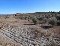 Resale - Plot / Land -
Zarzalico