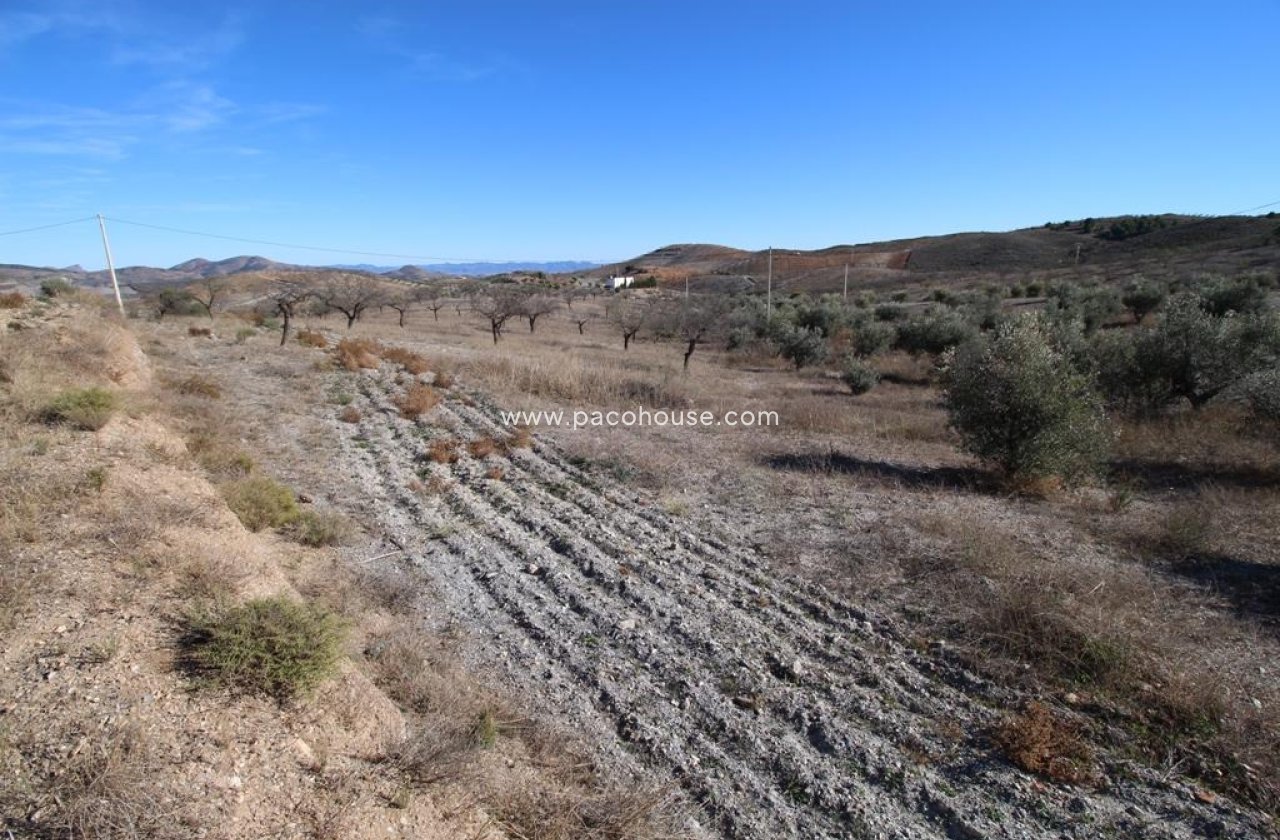 Resale - Plot / Land -
Zarzalico