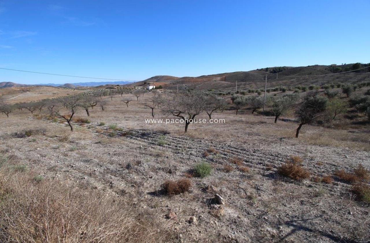 Resale - Plot / Land -
Zarzalico