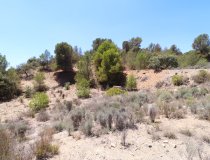 Resale - Plot / Land -
Zarzalico