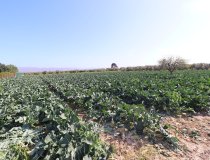 Reventa - Country House -
Lorca