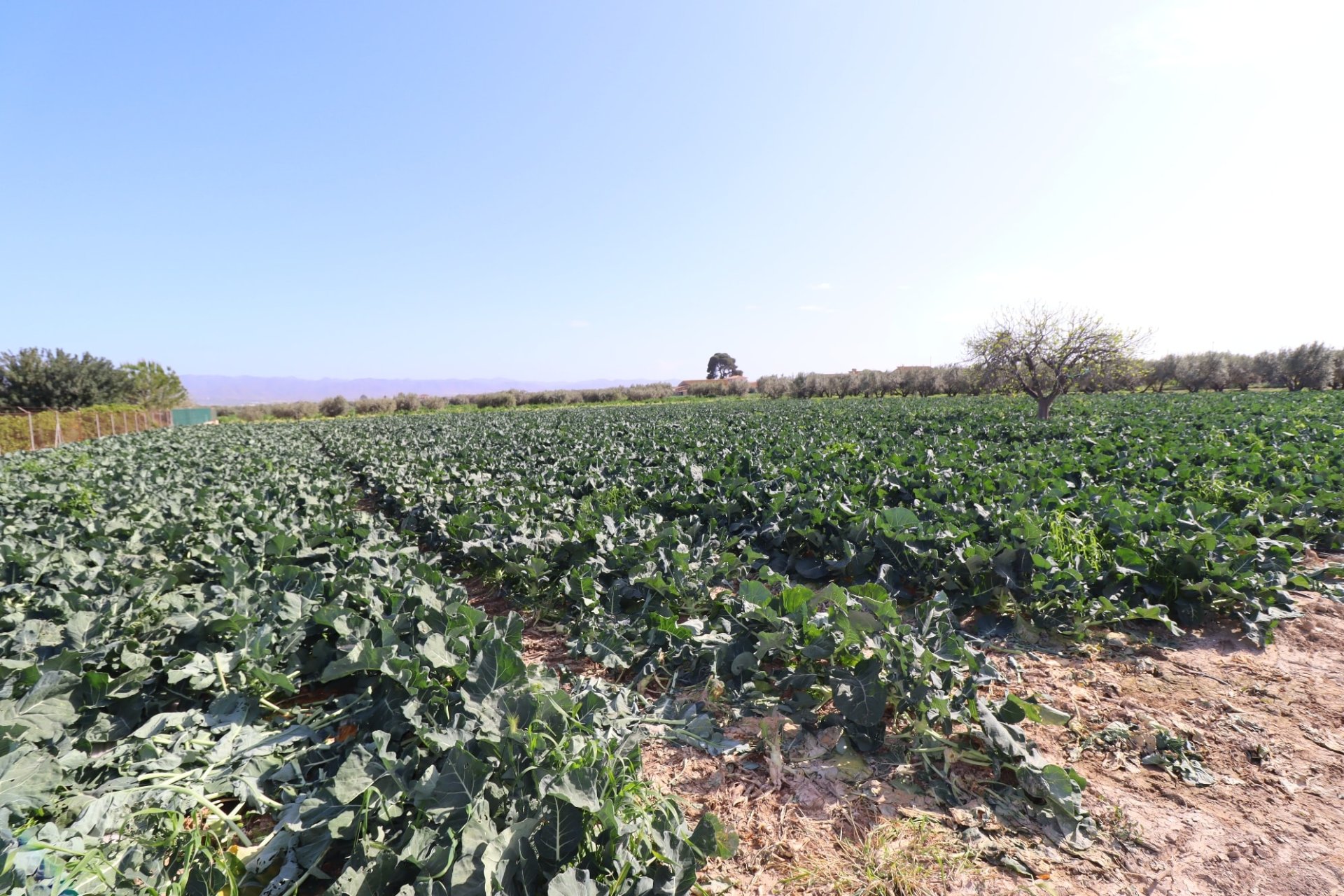 Reventa - Country House -
Lorca