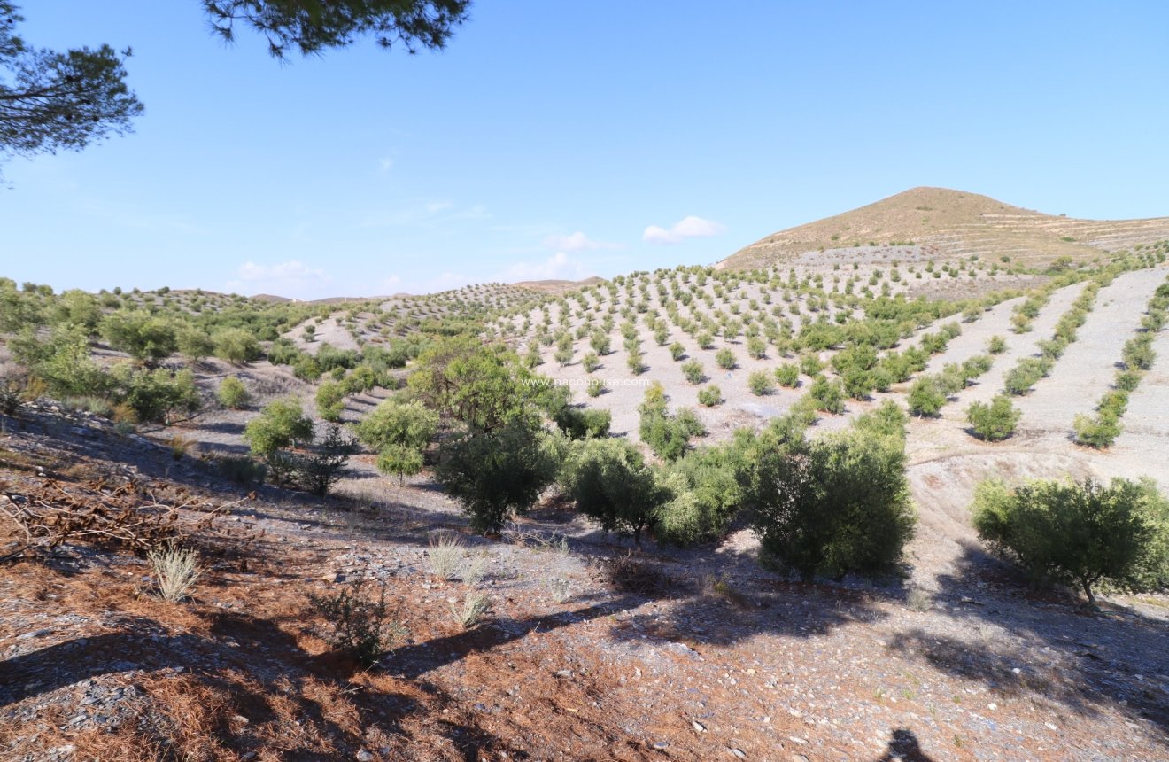 Reventa - Country House -
Zarzalico