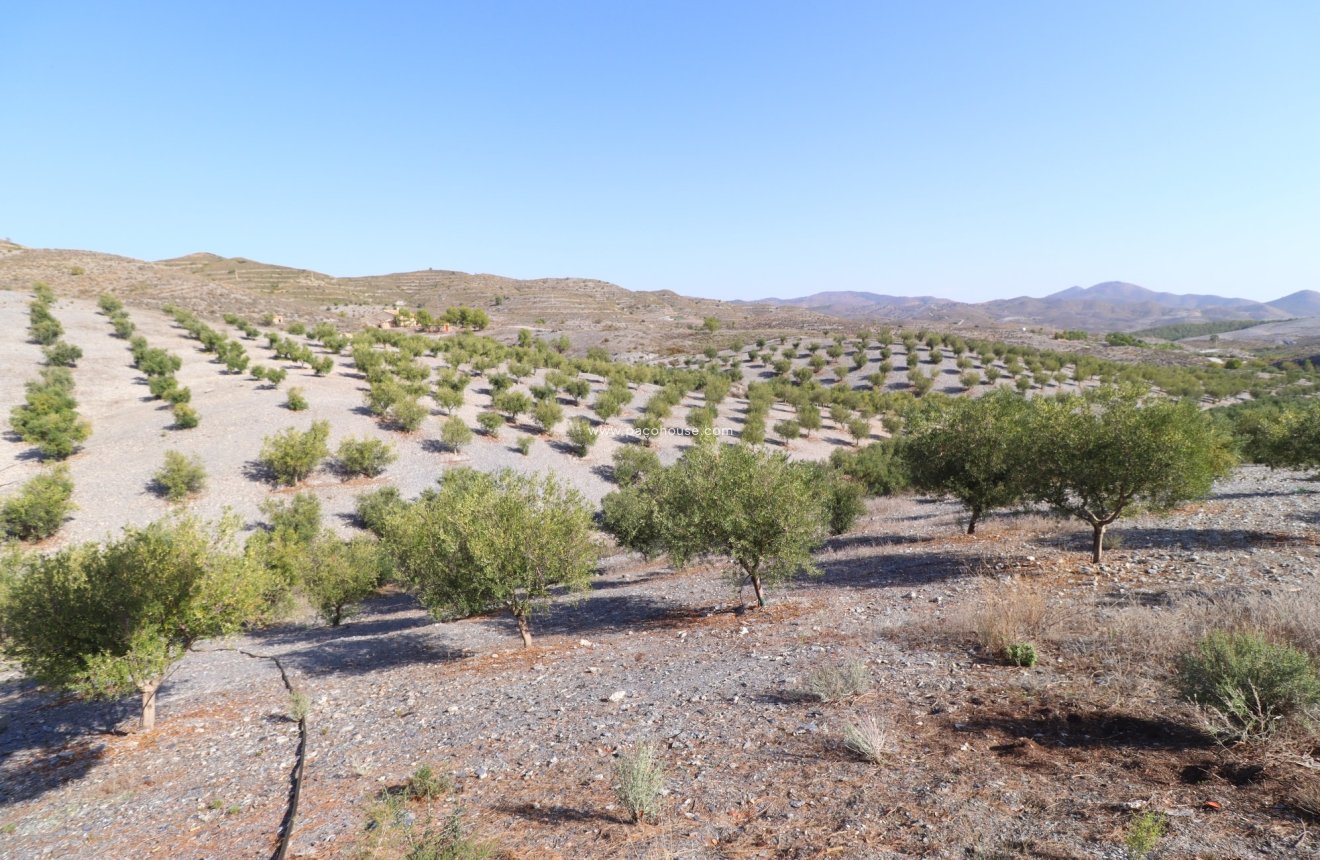 Reventa - Country House -
Zarzalico