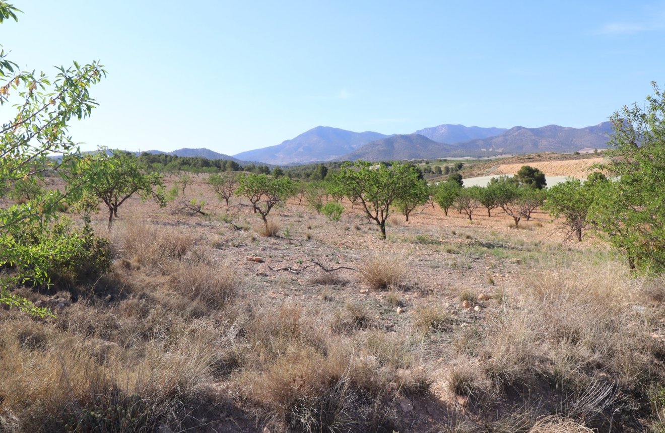 Reventa - Parcela / Terreno -
Zarzadilla De Totana