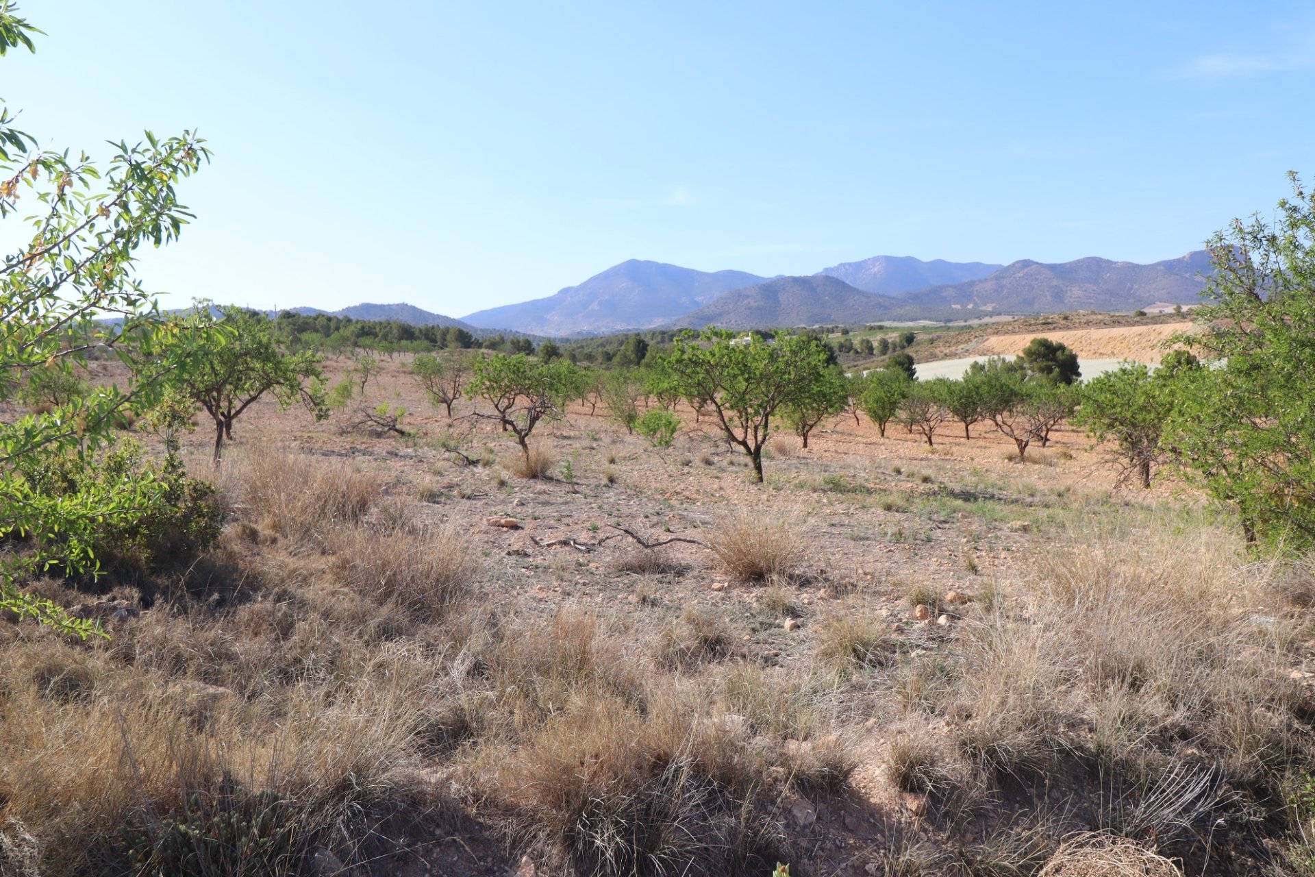 Reventa - Parcela / Terreno -
Zarzadilla De Totana