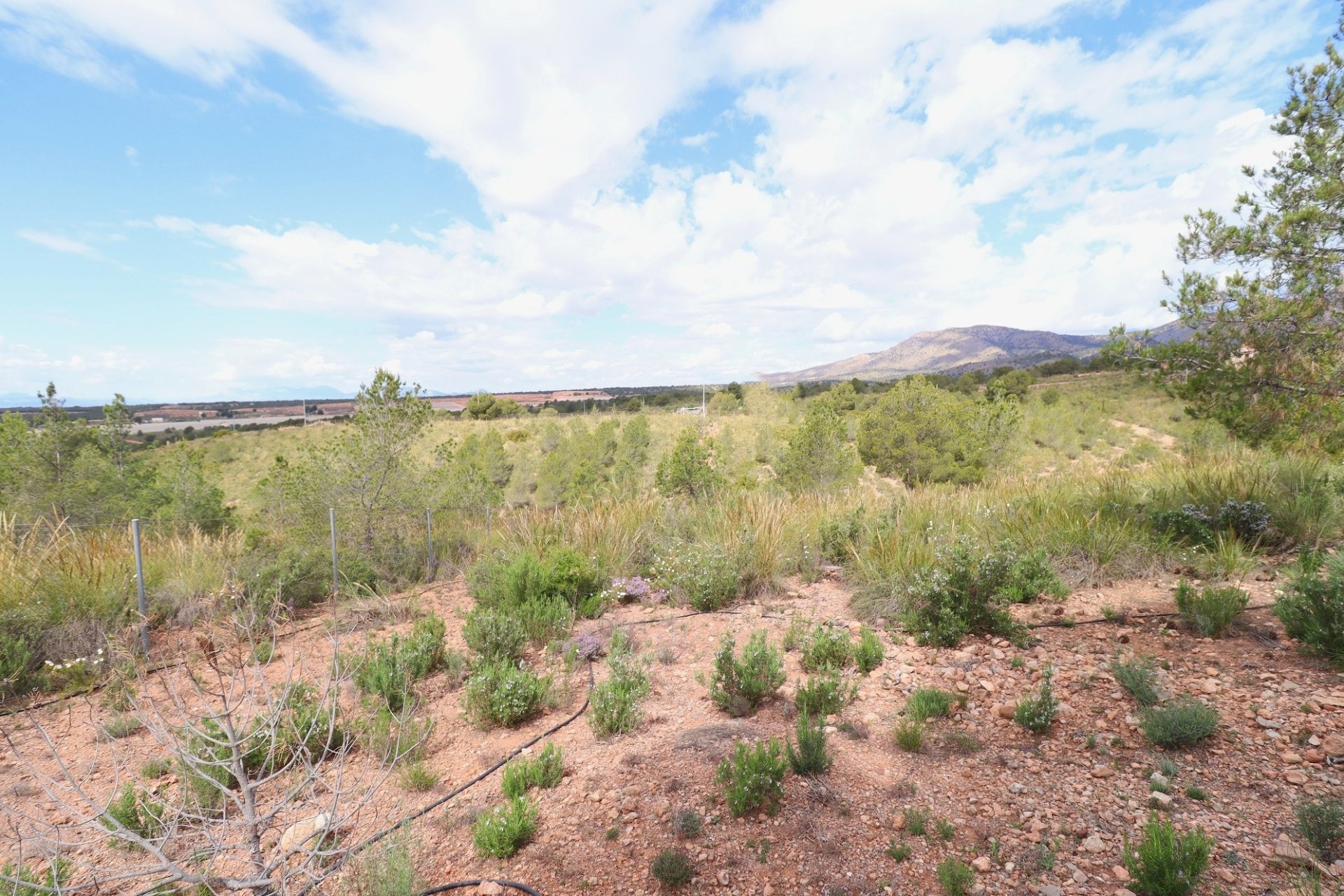 Reventa - Villa -
Aledo