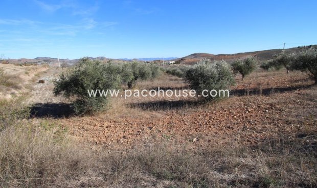 Resale - Plot / Land -
Zarzalico
