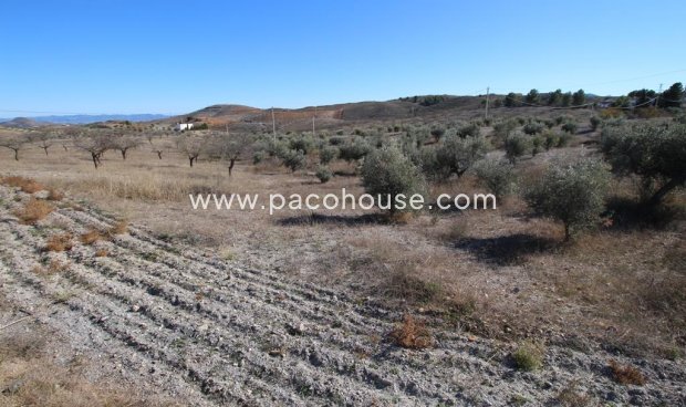 Resale - Plot / Land -
Zarzalico