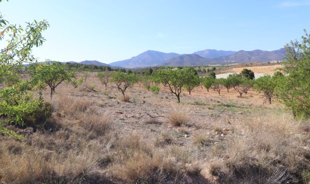 Reventa - Parcela / Terreno -
Zarzadilla De Totana