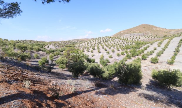 Reventa - Country House -
Zarzalico